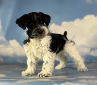 Pepper, a male Schnoodle for sale in Canton, OH – 1 of 6