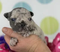 Farrah blue Merle Isabella- 88/12 imported line dna ofa , a female Frenchton for sale in Canton, OH – 5 of 6