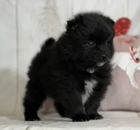 Teddy, a male Pomeranian for sale in Canton, OH – Photo 1 of 5