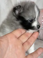 Cupid blue eye, a male Pomeranian for sale in Canton, OH – Photo 6 of 6