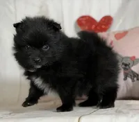 Teddy, a male Pomeranian for sale in Canton, OH – Photo 3 of 5