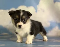 Aca Daphne natural bobtail Bluie and fluffy carrier triple clear, a female Pembroke Welsh Corgi for sale in Canton, OH – 2 of 6