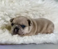 jango-DNA clear , a male Frenchton for sale in Canton, OH – 3 of 5