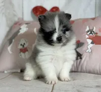 Cupid blue eye, a male Pomeranian for sale in Canton, OH – Photo 3 of 6