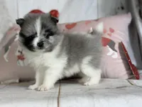 Cupid blue eye, a male Pomeranian for sale in Canton, OH – Photo 5 of 6