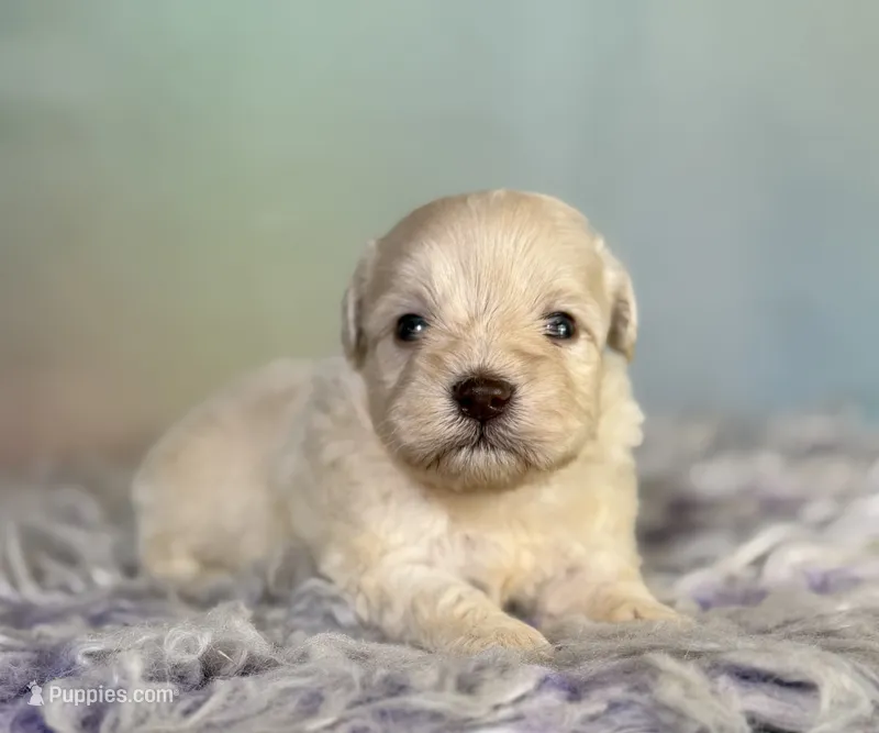 Parker – Schnoodle puppy for sale in Canton, OH
