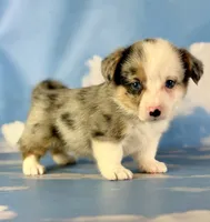 Aca diesel Merle with full tail fluffy bluie carrier triple clear, a male Pembroke Welsh Corgi for sale in Canton, OH – 5 of 6