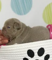 Lola- Isabella- 88/12 imported line dna ofa , a female Frenchton for sale in Canton, OH – 3 of 6