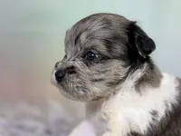 Penny, a female Schnoodle for sale in Canton, OH – 4 of 8