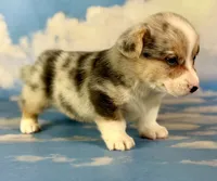 Aca Dozer Bluie Merle with full tail fluffy carrier triple clear, a male Pembroke Welsh Corgi for sale in Canton, OH – 3 of 6