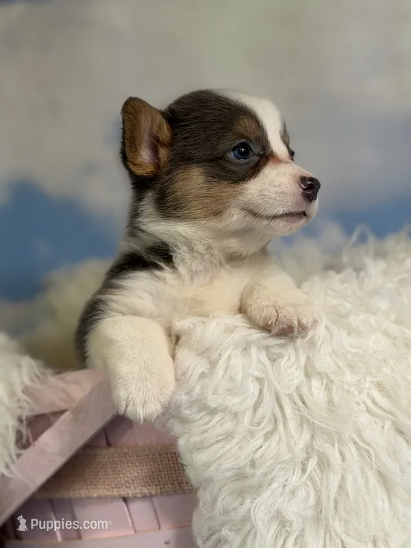 ACA Dixie natural bobtail Bluie fluffy carrier triple clear – Pembroke Welsh Corgi puppy for sale in Canton, OH