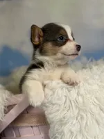 ACA Dixie natural bobtail Bluie fluffy carrier triple clear, a female Pembroke Welsh Corgi for sale in Canton, OH – 1 of 10