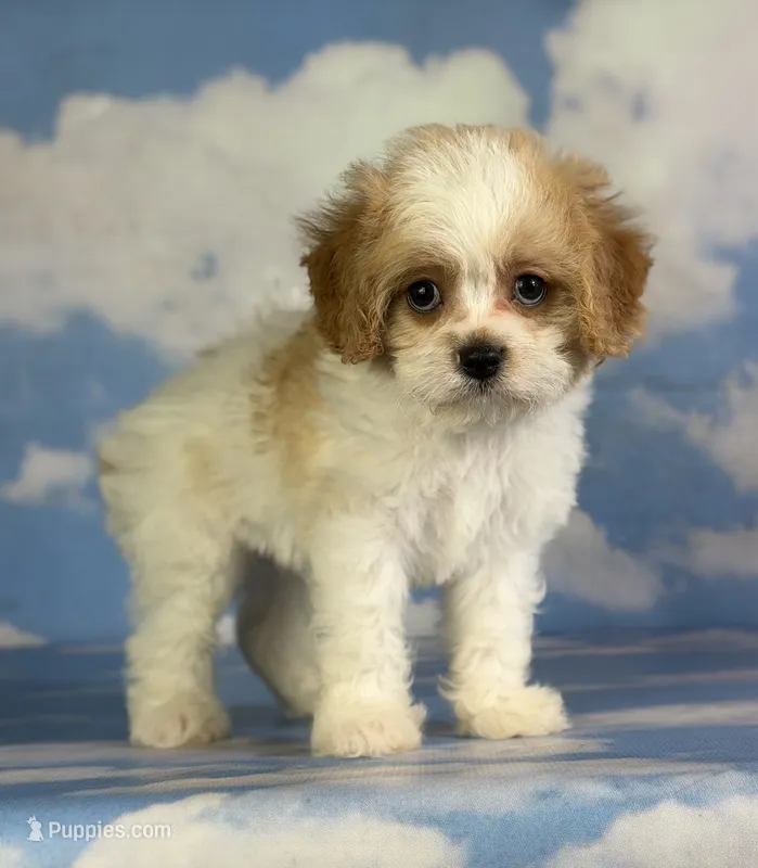Chive – Cavapoo puppy for sale in Canton, OH