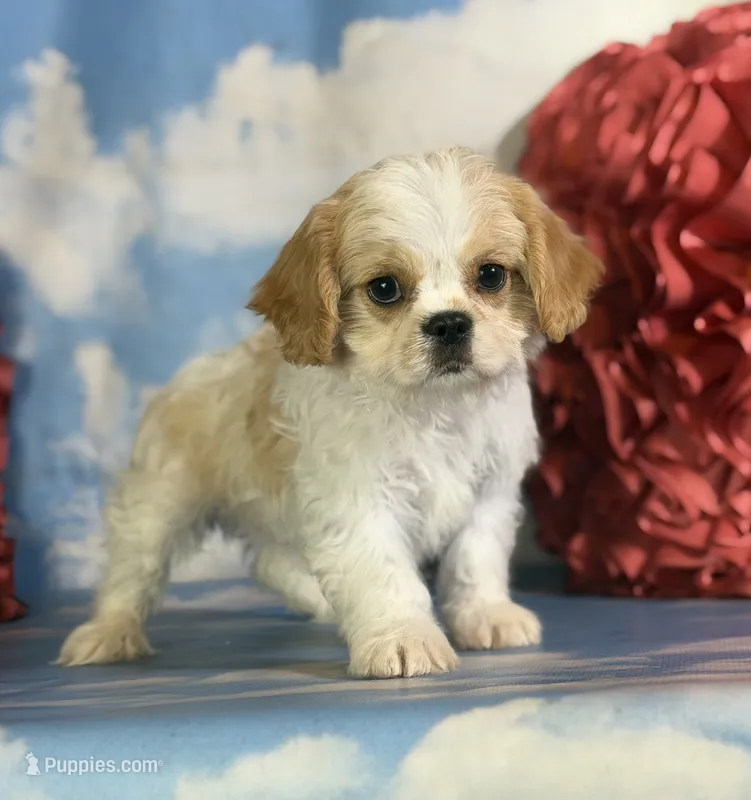 Queso – Cavapoo puppy for sale in Canton, OH