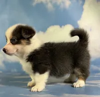 ACA Duke Bluie with full tail and fluffy carrier triple clear , a male Pembroke Welsh Corgi for sale in Canton, OH – 3 of 5