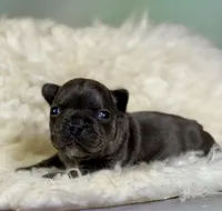 Jenna - DNA clear , a female Frenchton for sale in Canton, OH – 5 of 6