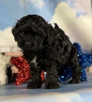 Zane, a male Shihpoo for sale in Canton, OH – 2 of 4