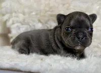 Jenna - DNA clear , a female Frenchton for sale in Canton, OH – 4 of 6
