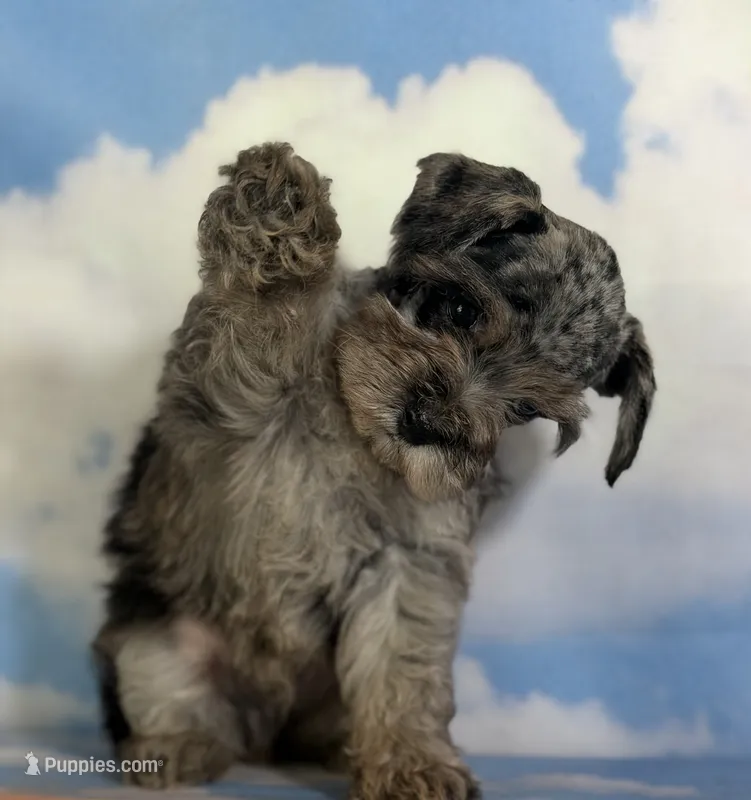 Pipsqueak – Schnoodle puppy for sale in Canton, OH