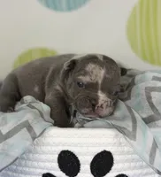 Rocco- blue merle- 88/12 imported line dna ofa , a female Frenchton for sale in Canton, OH – 1 of 7