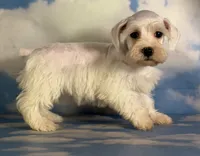 Pearl, a female Schnoodle for sale in Canton, OH – 9 of 10