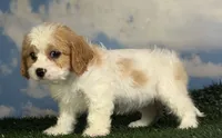 Nutmeg, a female Cavapoo for sale in Canton, OH – 8 of 8