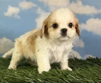Queso, a male Cavapoo for sale in Canton, OH – 7 of 8