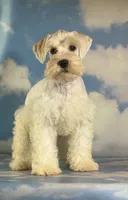 Pongo, a male Schnoodle for sale in Canton, OH – 7 of 10