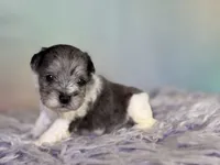 Penny, a female Schnoodle for sale in Canton, OH – 3 of 8