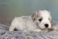 Pongo, a male Schnoodle for sale in Canton, OH – 4 of 5