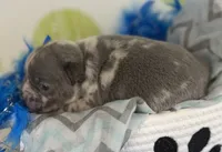 Rocco- blue merle- 88/12 imported line dna ofa , a female Frenchton for sale in Canton, OH – 7 of 7