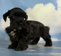 Panther, a male Schnoodle for sale in Canton, OH – 7 of 9