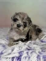 Paxton, a female Schnoodle for sale in Canton, OH – 1 of 7