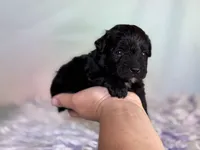 Panther, a male Schnoodle for sale in Canton, OH – 2 of 5