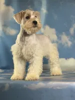Pongo, a male Schnoodle for sale in Canton, OH – 10 of 10