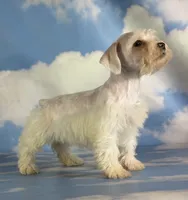 Pearl, a female Schnoodle for sale in Canton, OH – 8 of 10