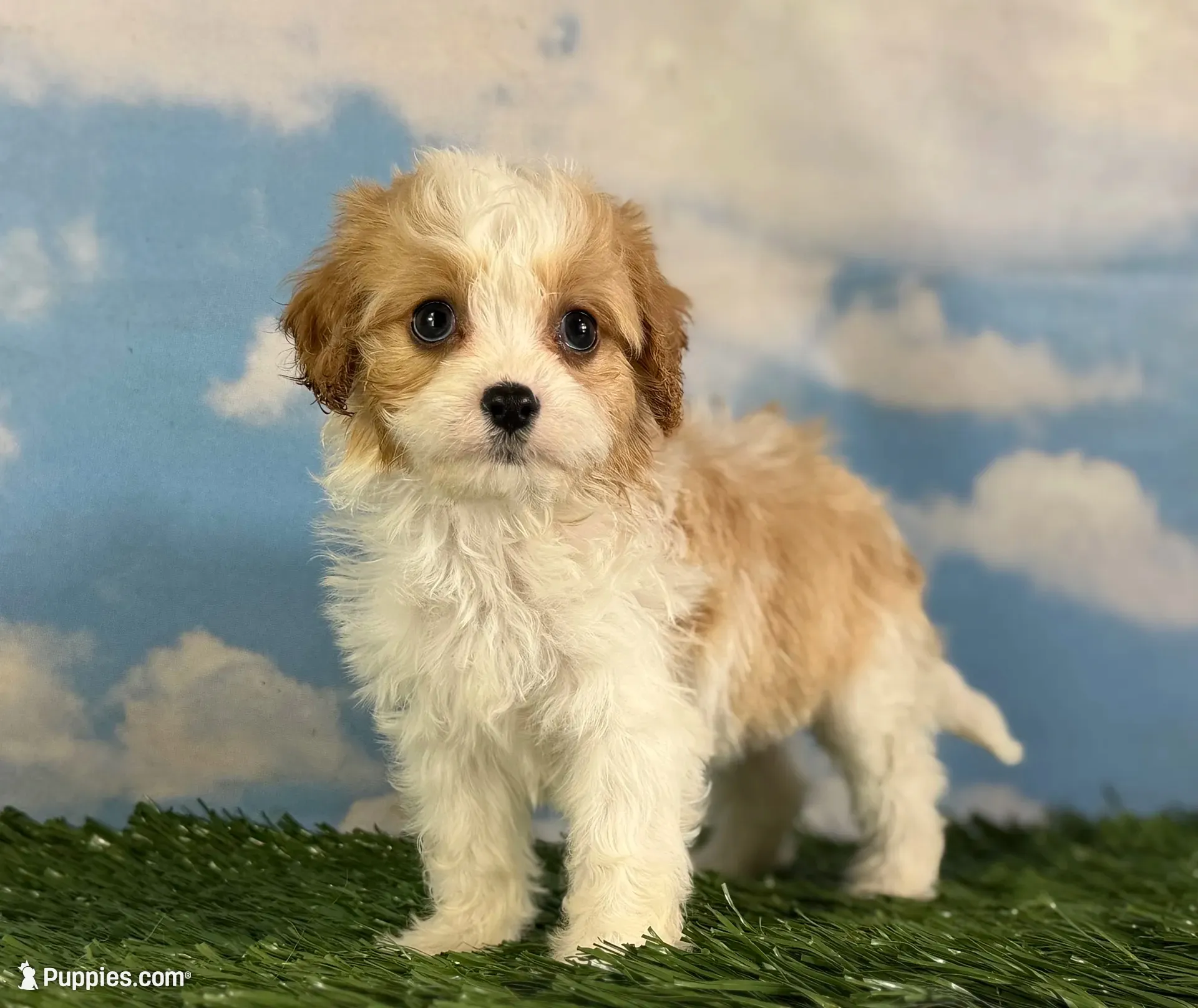 Chili, a male Cavapoo for sale in Canton, OH – 6 of 10