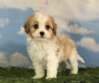Chili, a male Cavapoo for sale in Canton, OH – 10 of 10