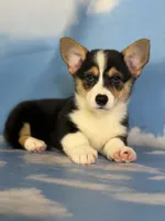 Aca Delilah Natural bobtail Bluie and fluffy carrier triple clear, a female Pembroke Welsh Corgi for sale in Canton, OH – 9 of 9