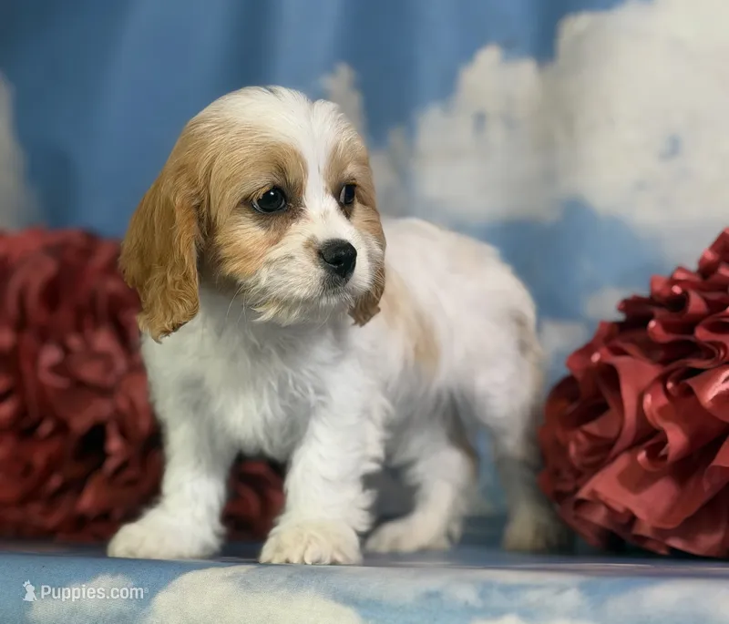 Nutmeg – Cavapoo puppy for sale in Canton, OH