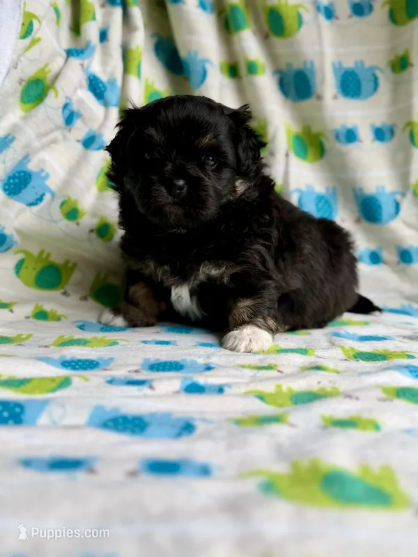 Aladdin DNA Clear OFA – Peekapoo puppy on hold in Canton, OH