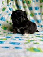 Aladdin DNA Clear OFA, a male Peekapoo for sale in Canton, OH – 1 of 8