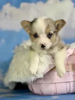 ACA Duncan natural bobtail Bluie and fully carrier triple clear, a male Pembroke Welsh Corgi for sale in Canton, OH – 1 of 8