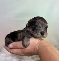 Pipsqueak, a male Schnoodle for sale in Canton, OH – 4 of 4