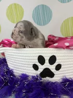 Stella- lilac Merle- 88/12 imported line dna ofa , a female Frenchton for sale in Canton, OH – 3 of 7