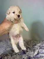 Parker, a male Schnoodle for sale in Canton, OH – 2 of 5