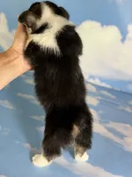 Aca Daphne natural bobtail Bluie and fluffy carrier triple clear, a female Pembroke Welsh Corgi for sale in Canton, OH – 4 of 6