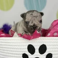 Farrah blue Merle Isabella- 88/12 imported line dna ofa , a female Frenchton for sale in Canton, OH – 4 of 6