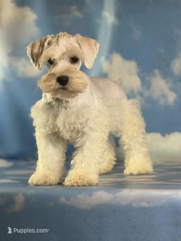 Pongo – Schnoodle puppy for sale in Canton, OH