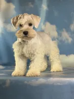 Pongo, a male Schnoodle for sale in Canton, OH – 1 of 10